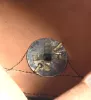 Mecklenburg 14th Jäger Batallion "private purchase" Shako. Visuel 14